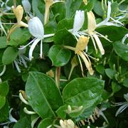 lonicera japonica