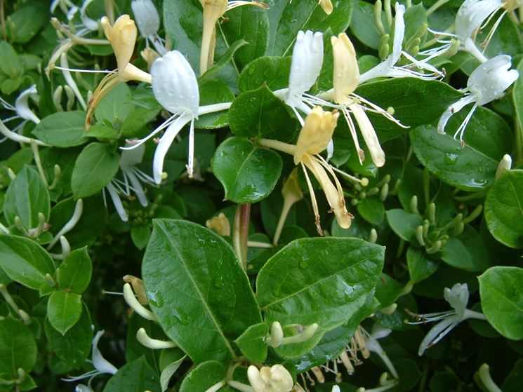 lonicera japonica