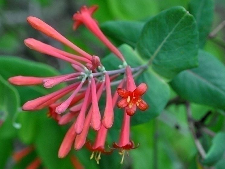 Lonicera sempervirens