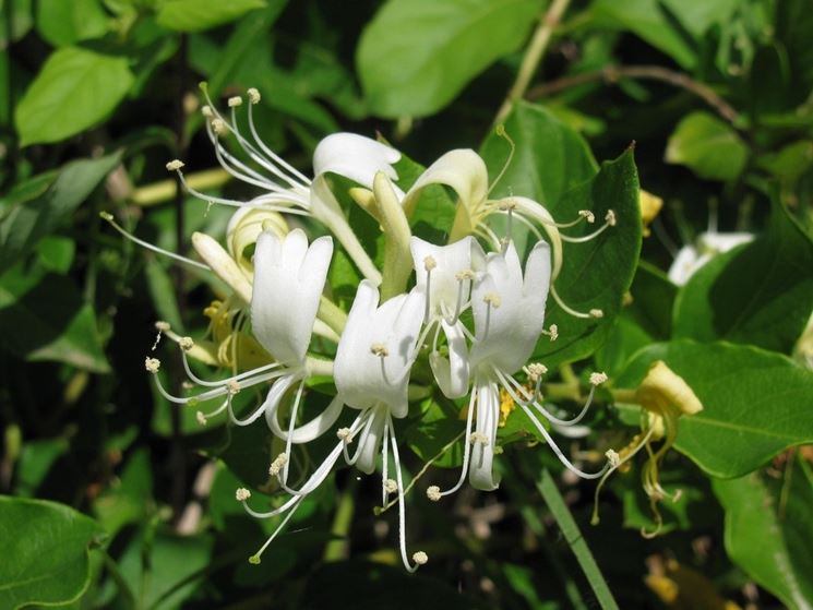 lonicera japonica