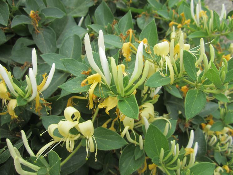 lonicera japonica