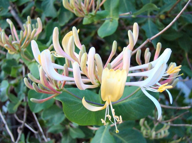 Lonicera etrusca