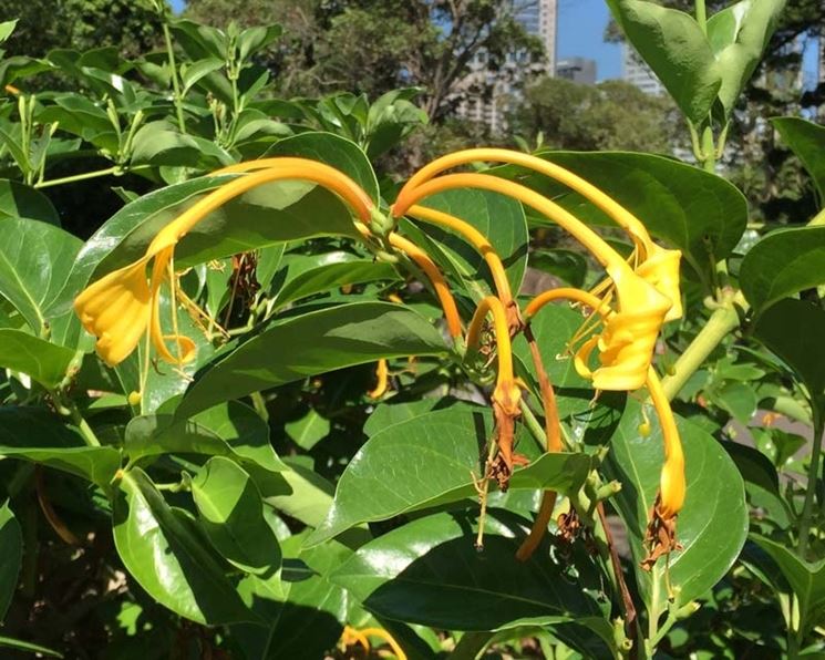 lonicera hildebrandiana