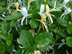 lonicera japonica