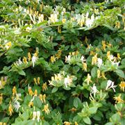 lonicera japonica