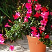 Mandevilla laxa vaso