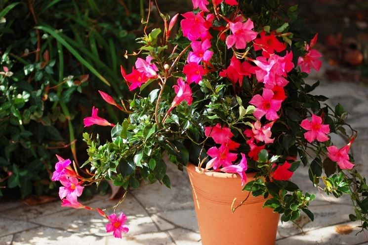 Mandevilla laxa vaso