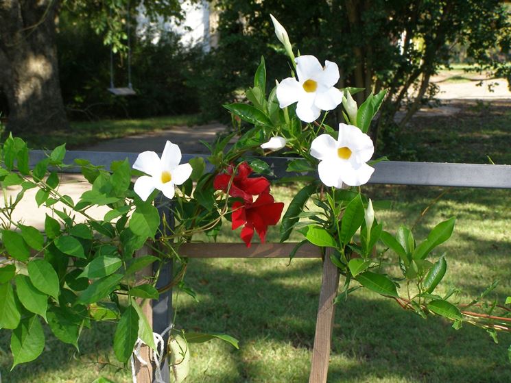 Coltivazione mandevilla giardino