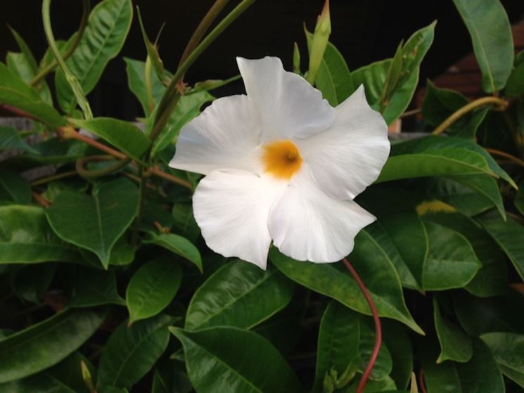 Fiore mandevilla rampicante