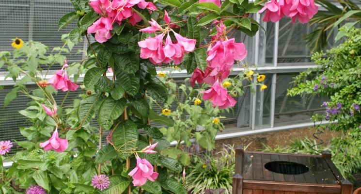 Mandevilla vaso