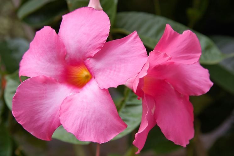 Fiori mandevilla