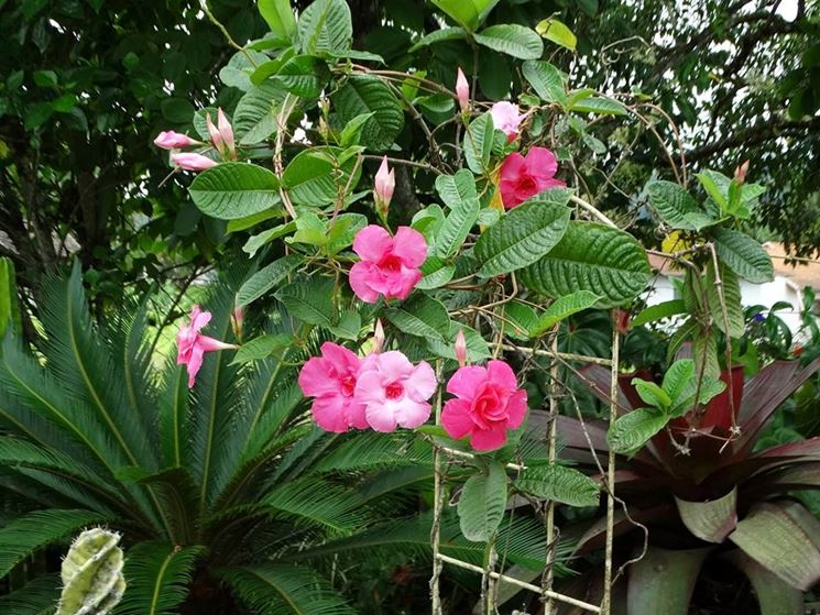 Mandevilla fiori