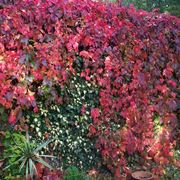 parthenocissus quinquefolia