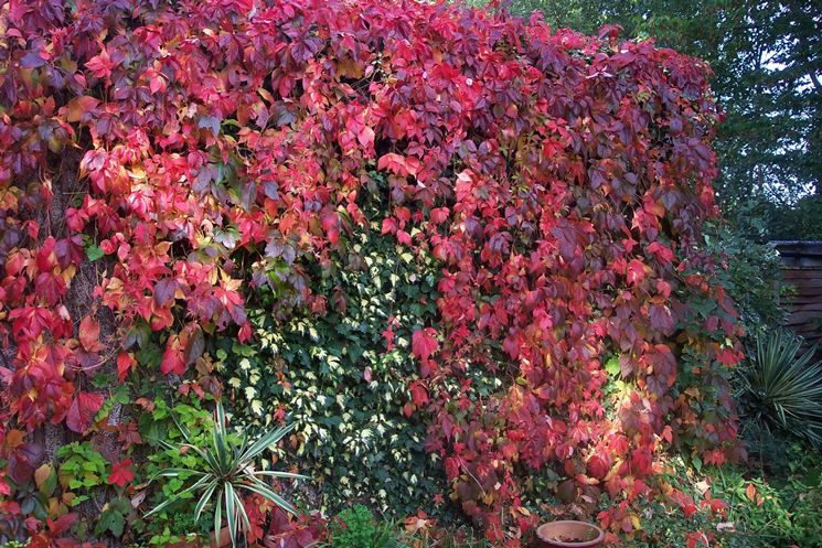 parthenocissus quinquefolia