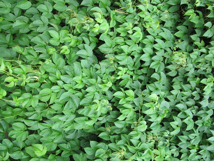 parthenocissus himalayana