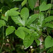 Particolare foglie passiflora edulis