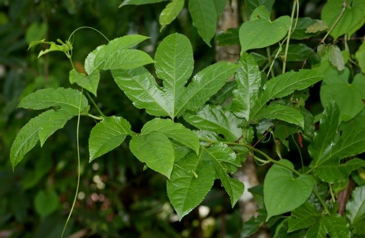 Particolare foglie passiflora edulis