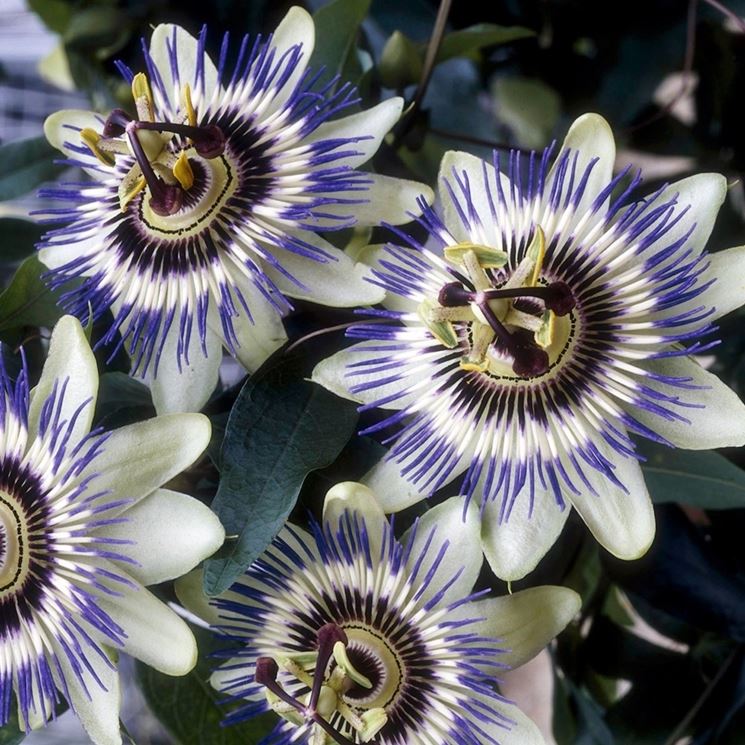 Fiore pianta passiflora