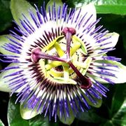 Passiflora fiore