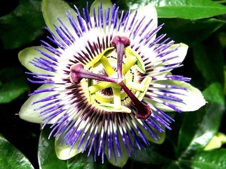 Passiflora fiore