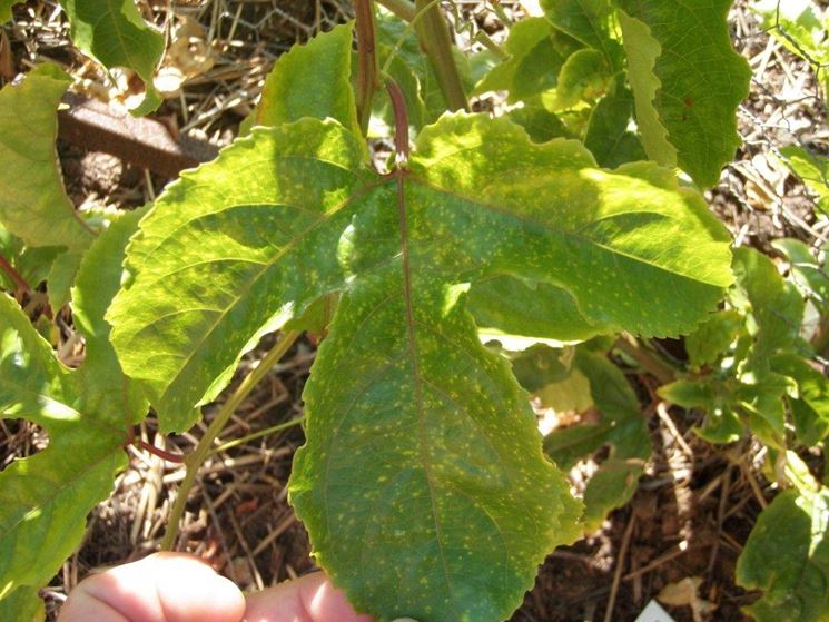 Passiflora infestata dal ragnetto rosso