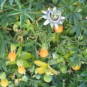 Fiori e frutti della passiflora