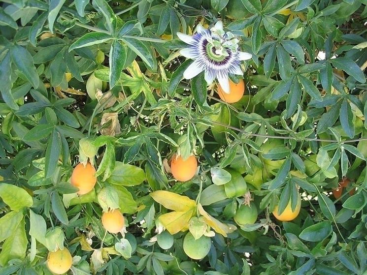 Fiori e frutti della passiflora