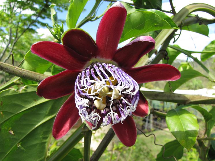 Disegno della passiflora rampicante