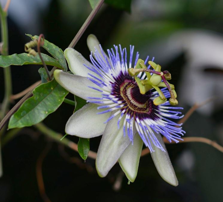 Passiflora