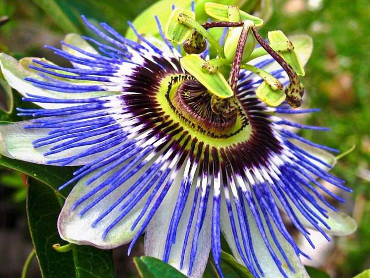 passiflora