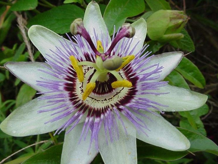 passiflora
