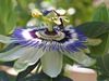 Passiflora