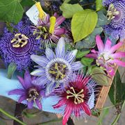 Fiori di passiflora