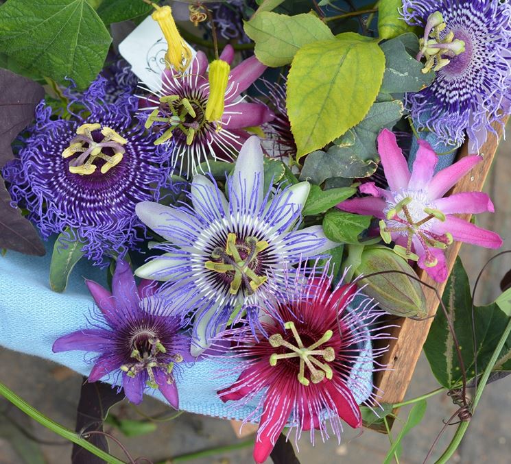 Fiori di passiflora