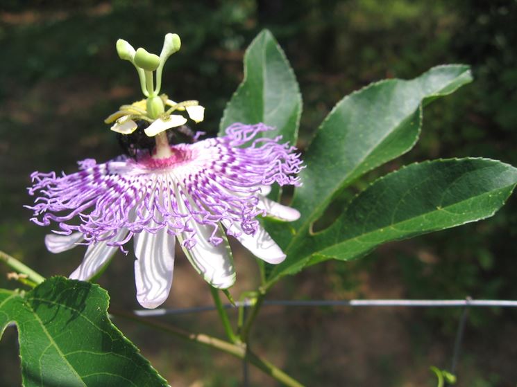 Passiflora incarnata