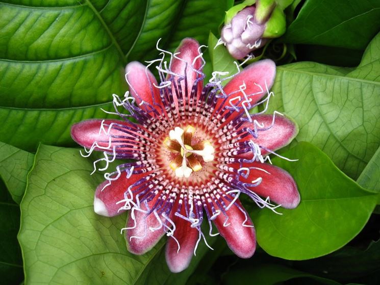 Passiflora Purple Haze