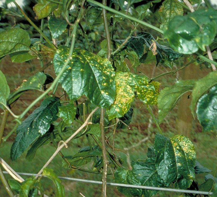 Pianta di passiflora attaccata da virus CMV