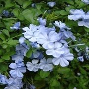 Plumbago capensis