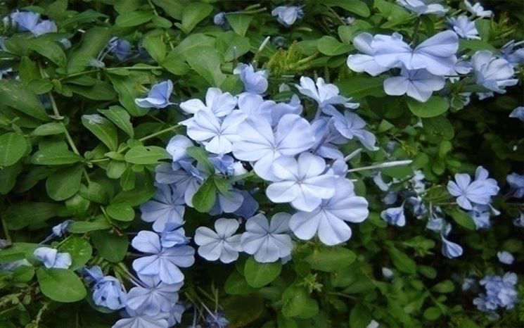 Plumbago capensis