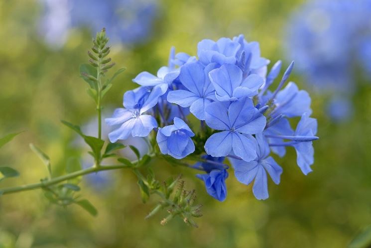 Fiore gelsomino azzurro