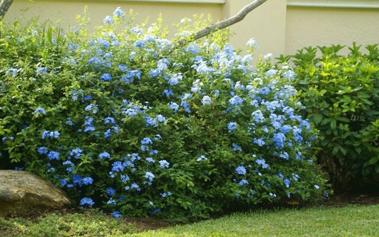 Giardino plumbago rampicante