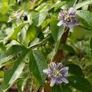 passiflora