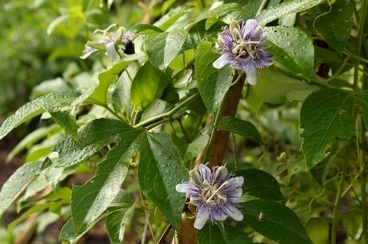 passiflora