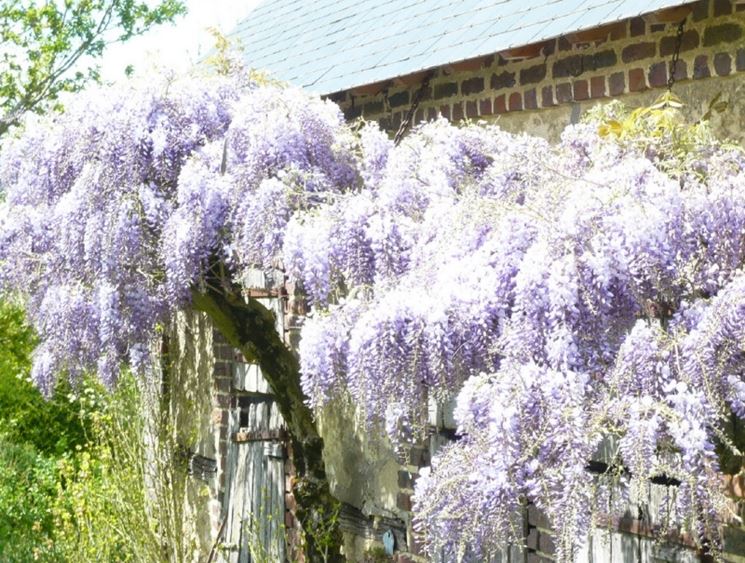 glicine var floribunda