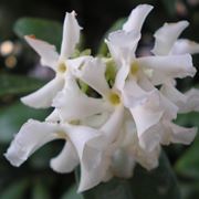 rhyncospermum jasminoides