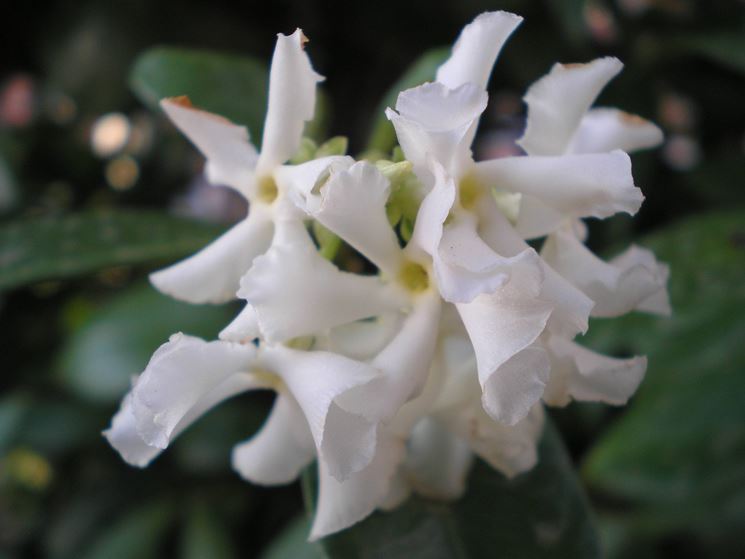 rhyncospermum jasminoides