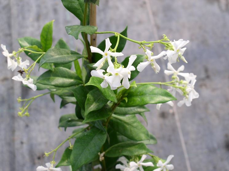 rhyncospermum jasminoides