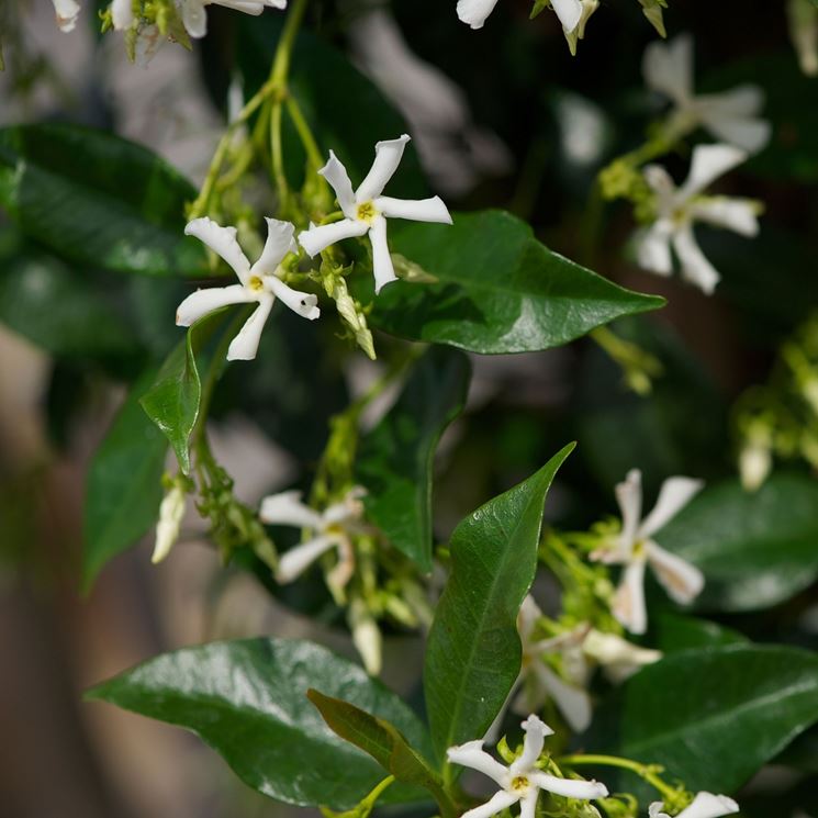 rhyncospermum jasminoides