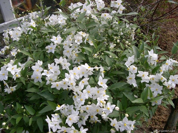 solanum jasminoides 