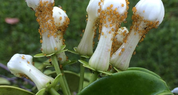 afidi su stephanotis